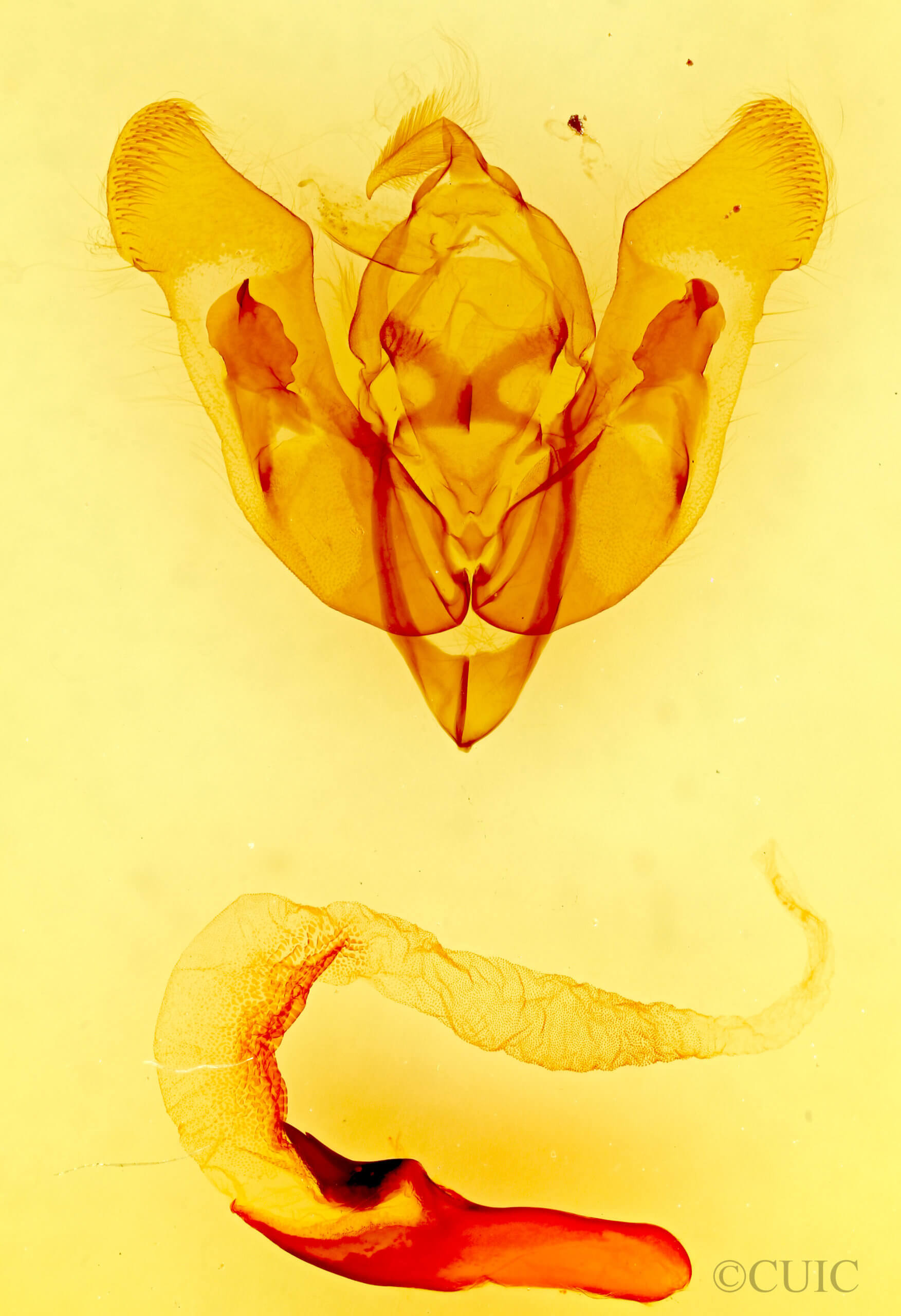 genitalia view of adult Tholera cespitis