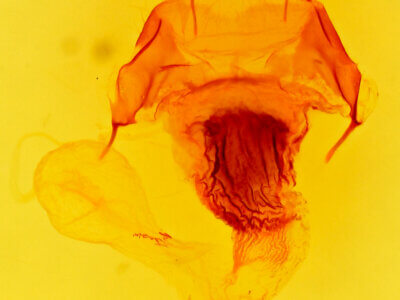 genitalia view of adult Tholera cespitis