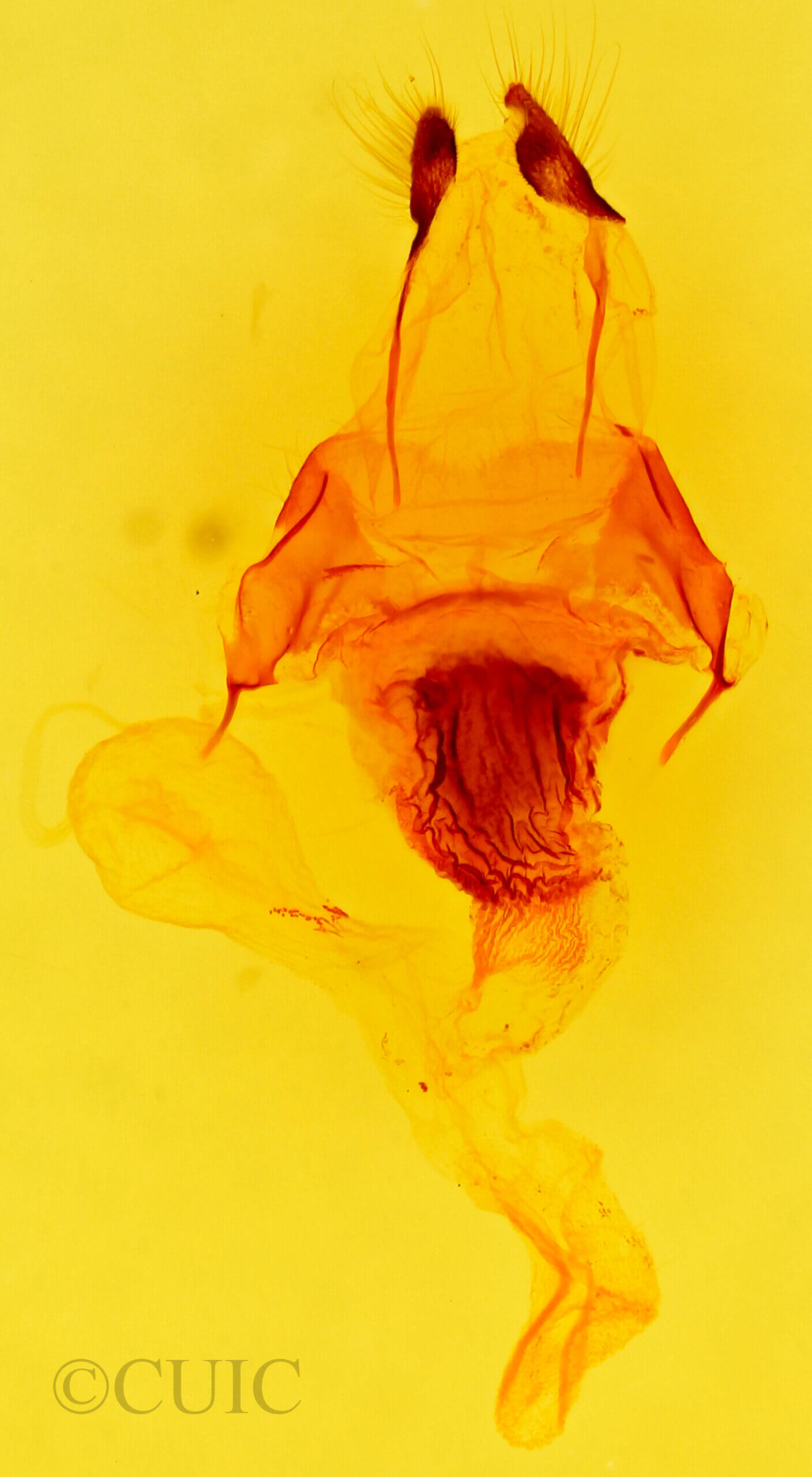 genitalia view of adult Tholera cespitis