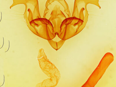 genitalia view of adult Nephelodes minians