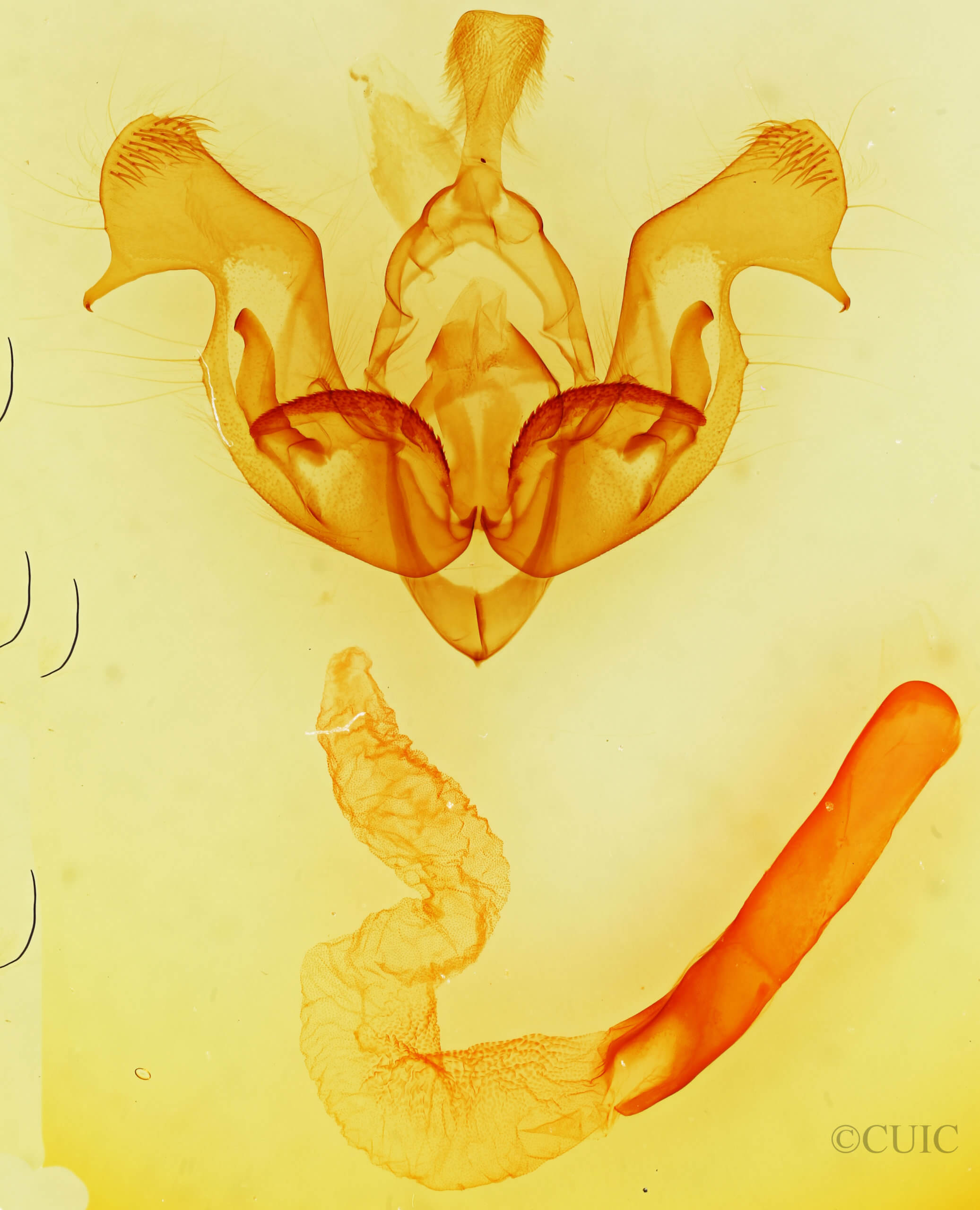 genitalia view of adult Nephelodes minians