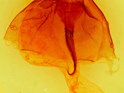 genitalia view of adult Nephelodes minians