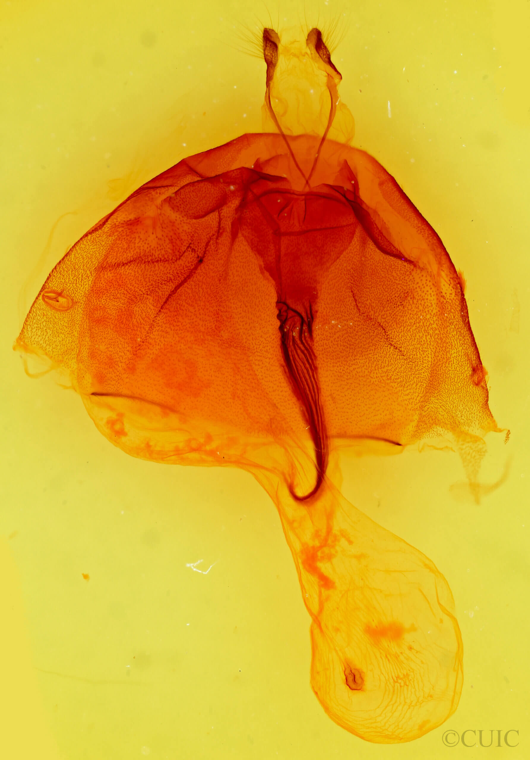 genitalia view of adult Nephelodes minians