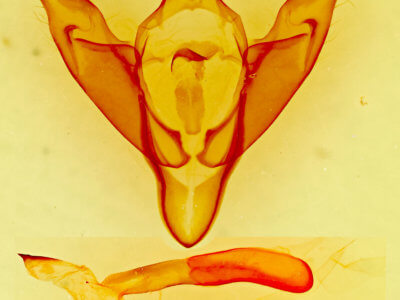 genitalia view of adult Abagrotis orbis
