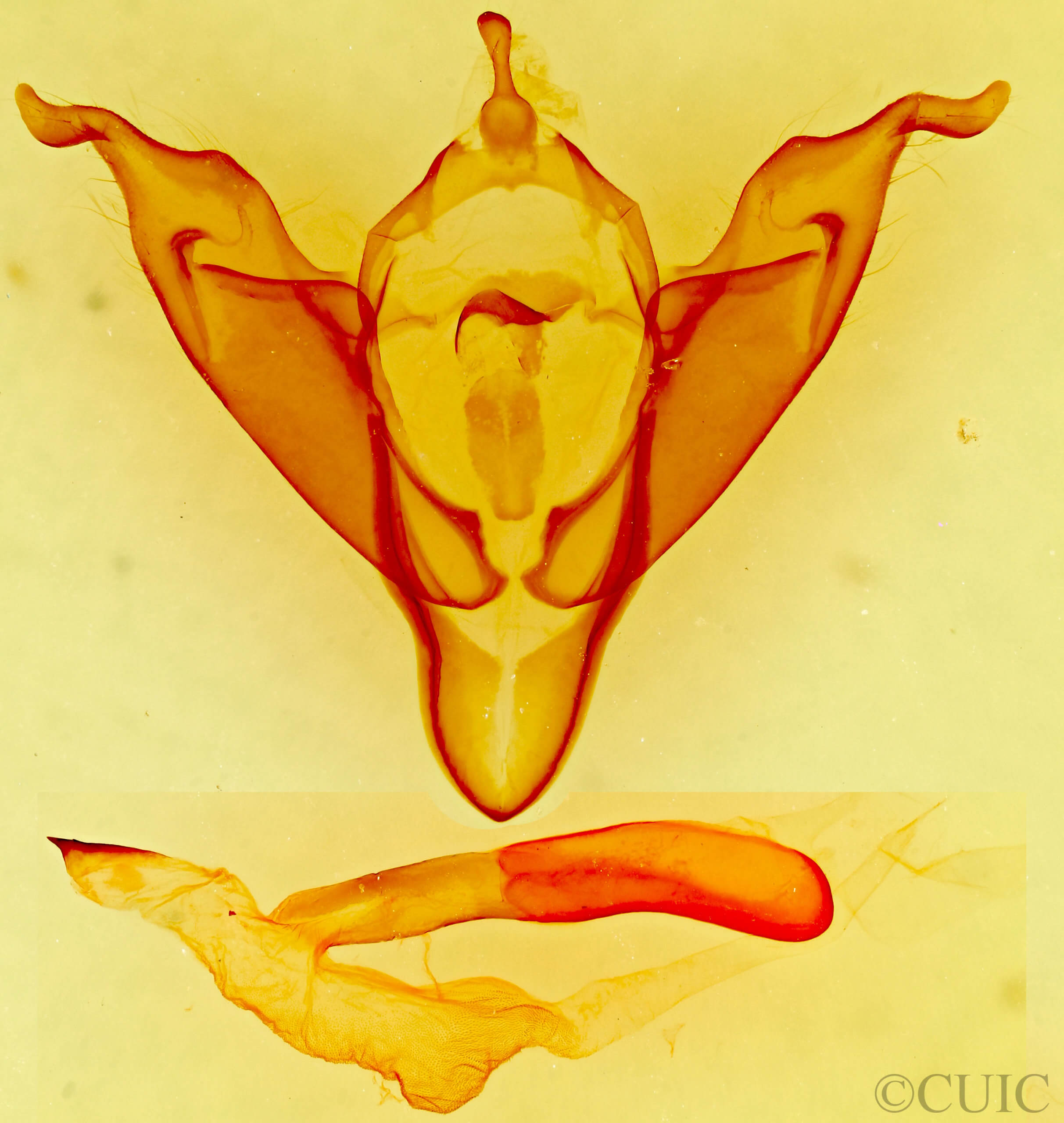 genitalia view of adult Abagrotis orbis