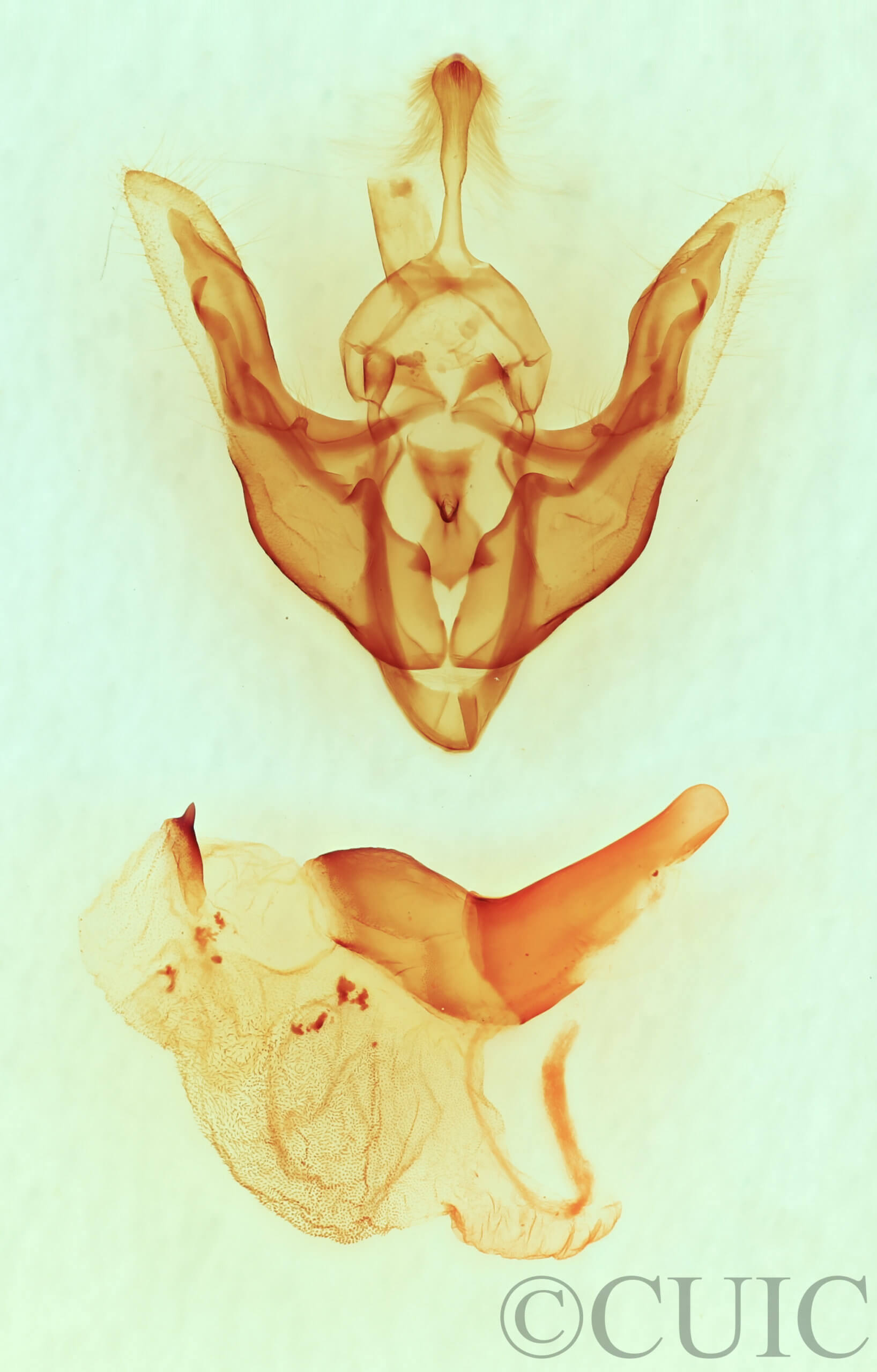 genitalia view of adult Synorthodes typhedana