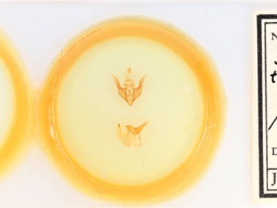 slide view of adult Synorthodes typhedana