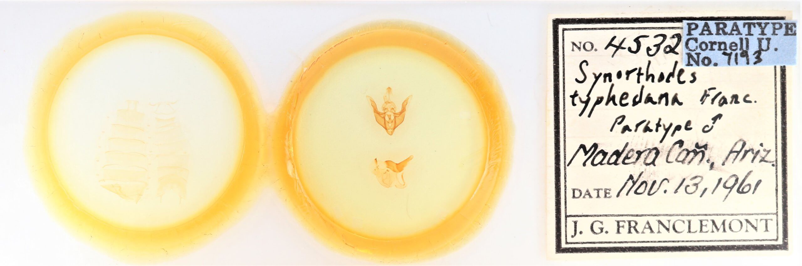 slide view of adult Synorthodes typhedana