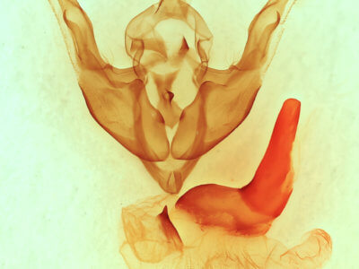 genitalia view of adult Synorthodes typhedana