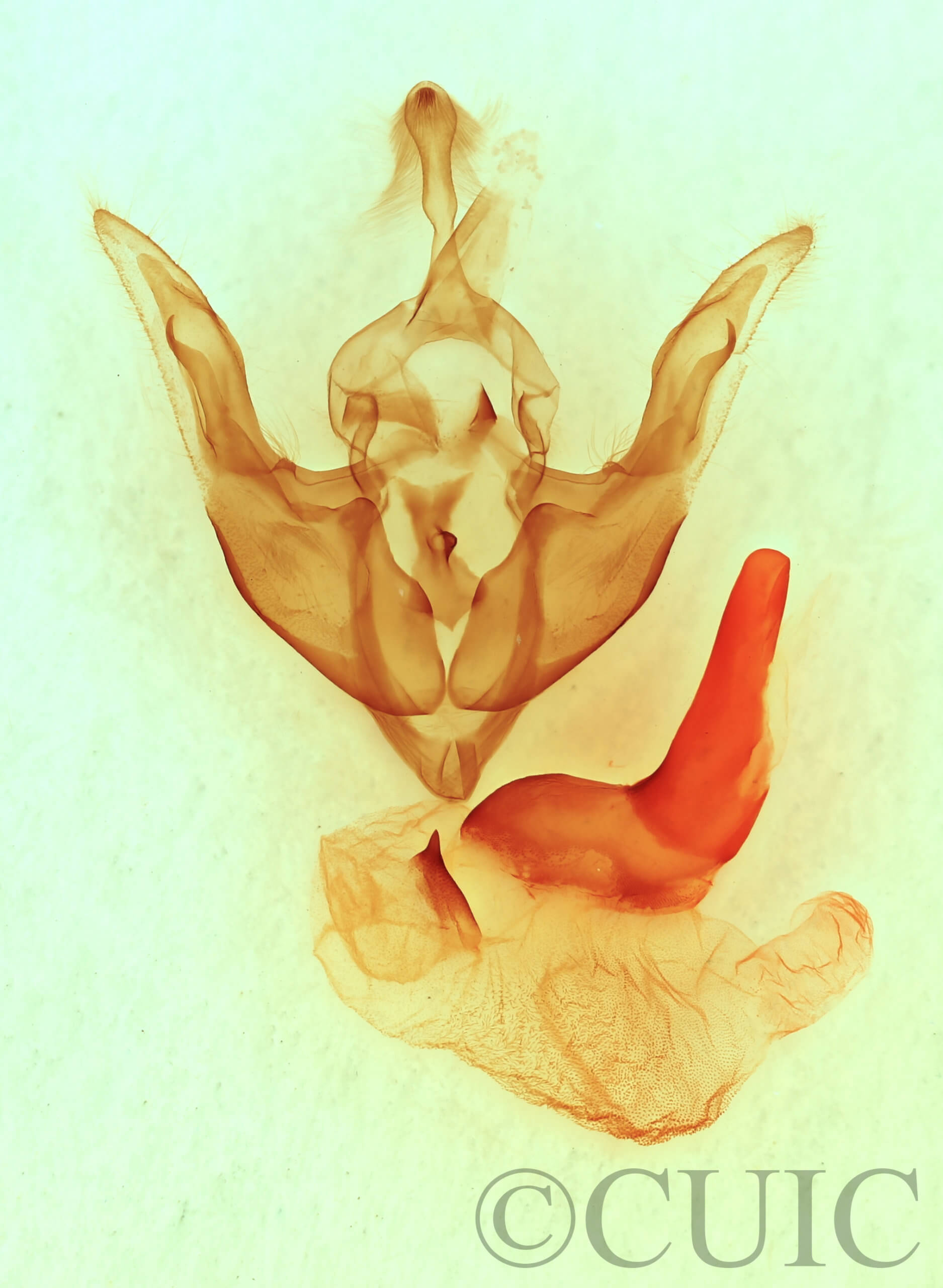 genitalia view of adult Synorthodes typhedana