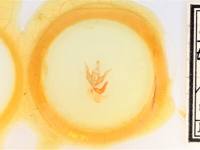 slide view of adult Synorthodes typhedana