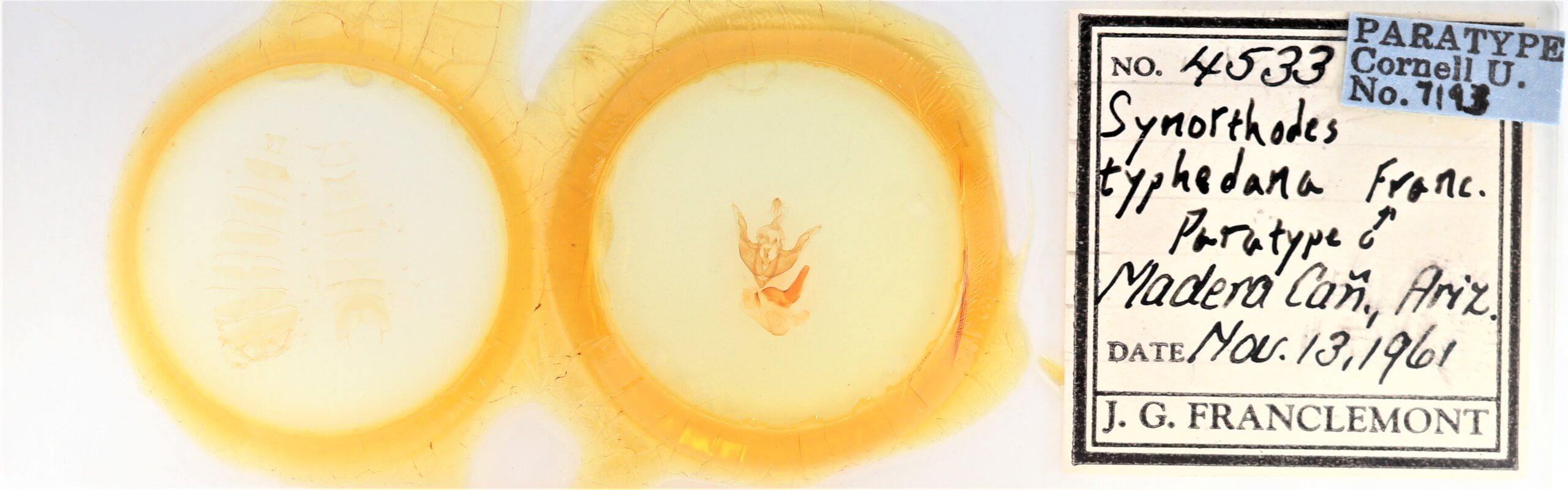 slide view of adult Synorthodes typhedana