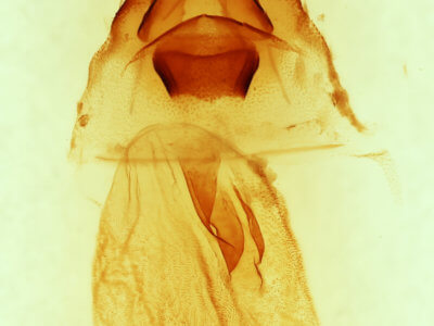 genitalia / slide view of adult Synorthodes typhedana