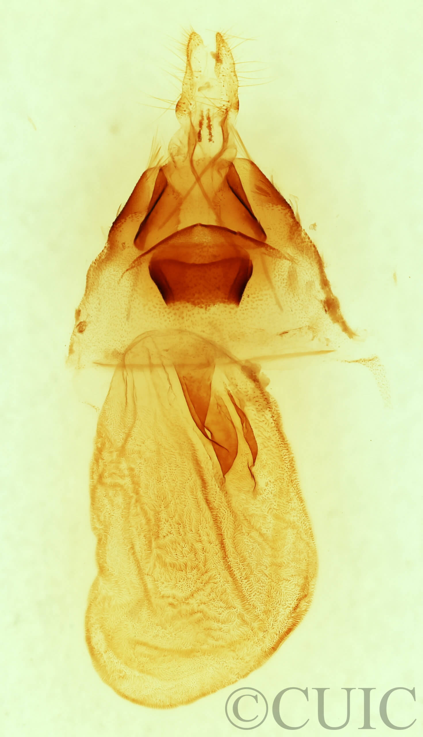 genitalia / slide view of adult Synorthodes typhedana