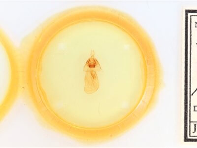 slide view of adult Synorthodes typhedana