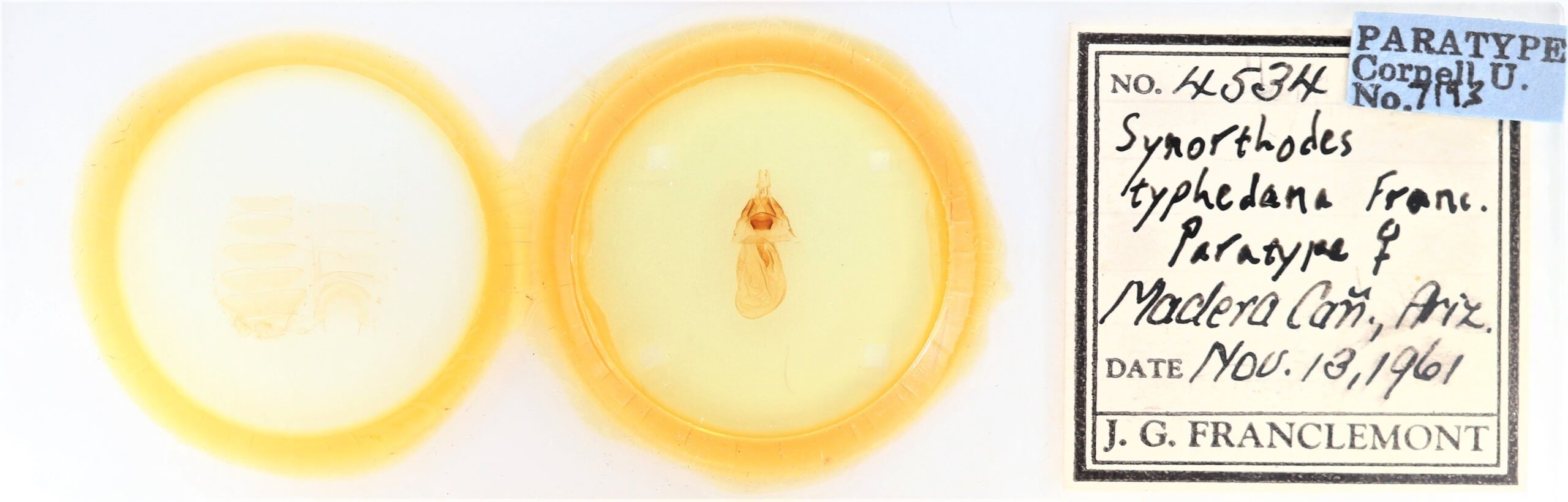 slide view of adult Synorthodes typhedana