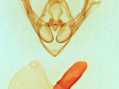genitalia view of adult Synorthodes auriginea