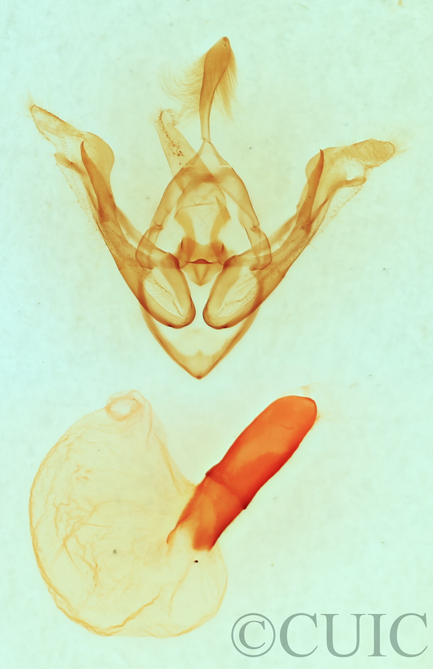 genitalia view of adult Synorthodes auriginea