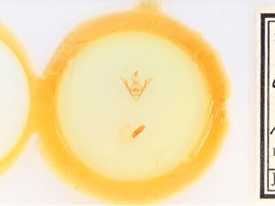 slide view of adult Synorthodes auriginea