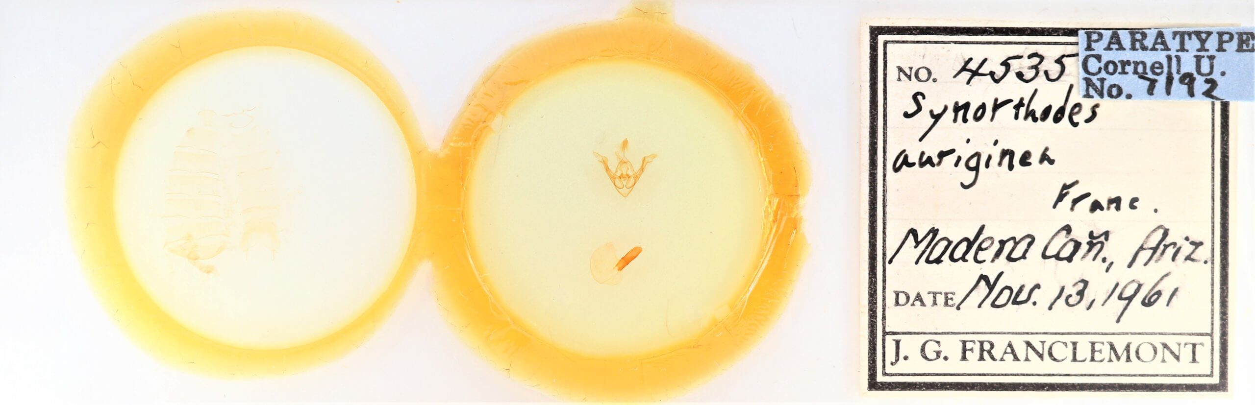 slide view of adult Synorthodes auriginea