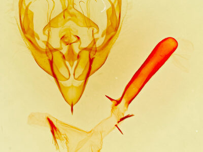 genitalia view of adult Lacinipolia mimula