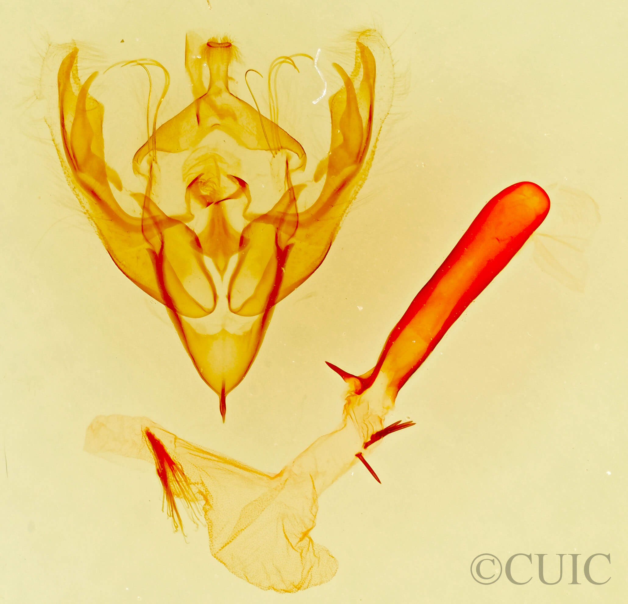 genitalia view of adult Lacinipolia mimula