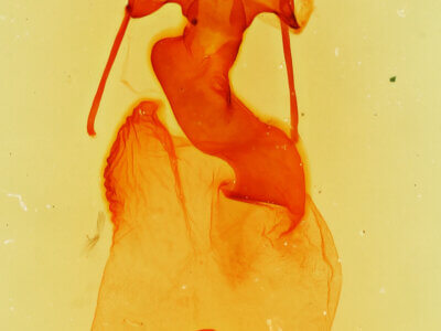 genitalia view of adult Lacinipolia mimula