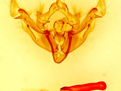 genitalia view of adult Apamea niveivenosa niveivenosa