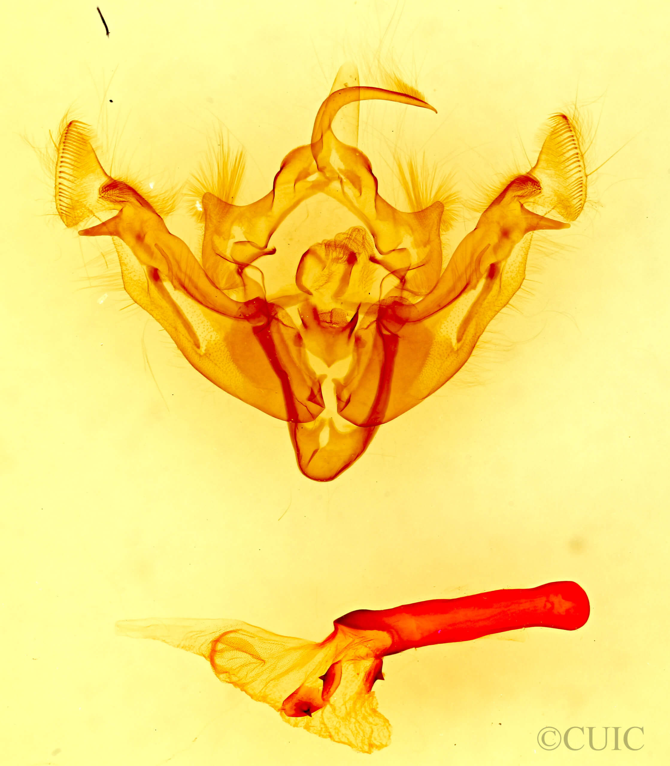 genitalia view of adult Apamea niveivenosa niveivenosa