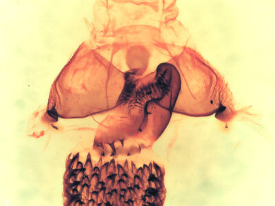 genitalia view of adult Cisthene coronado