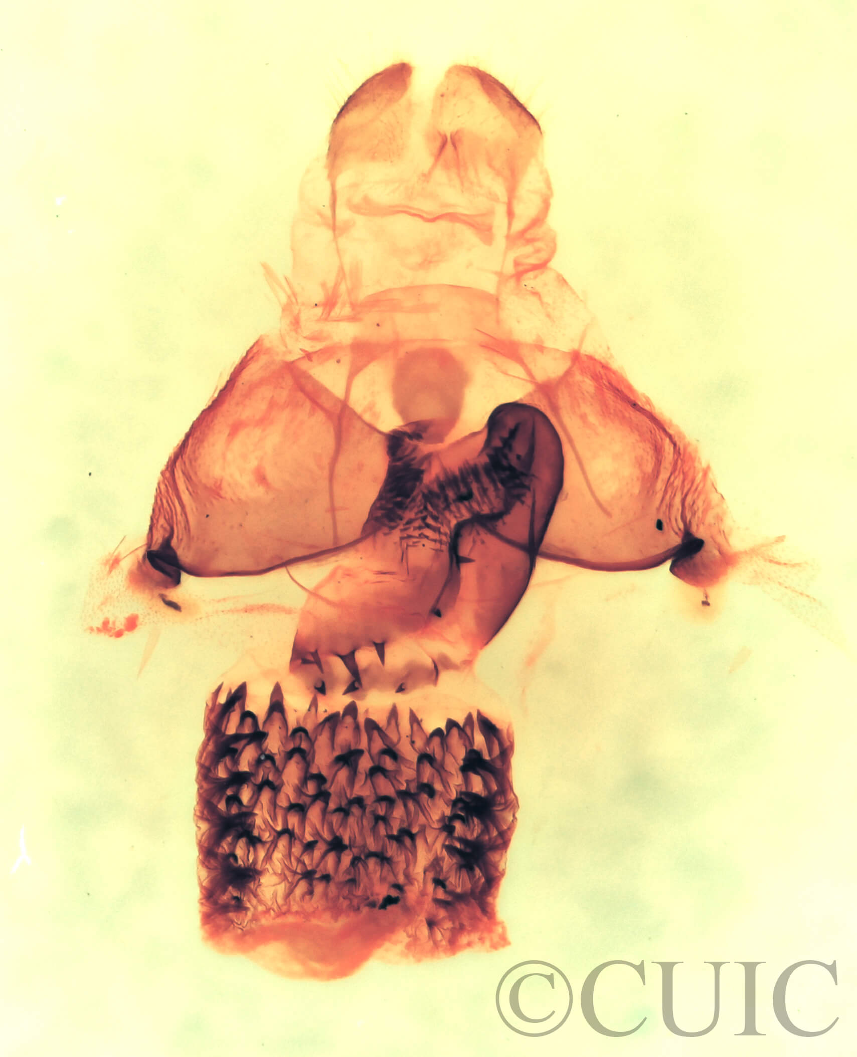 genitalia view of adult Cisthene coronado