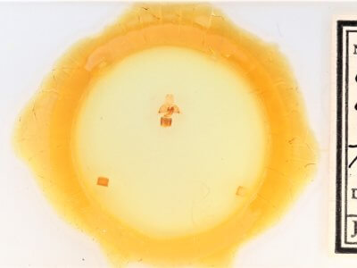 slide view of adult Cisthene coronado