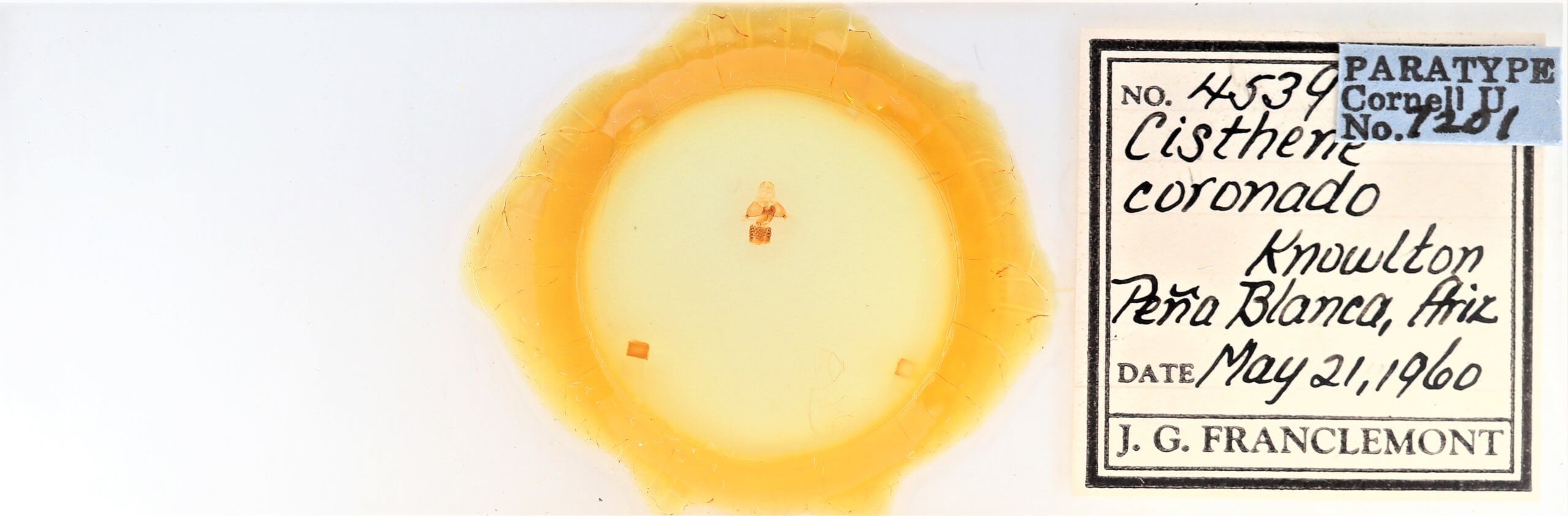 slide view of adult Cisthene coronado