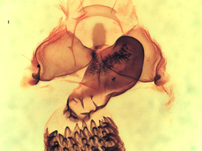 genitalia view of adult Cisthene coronado
