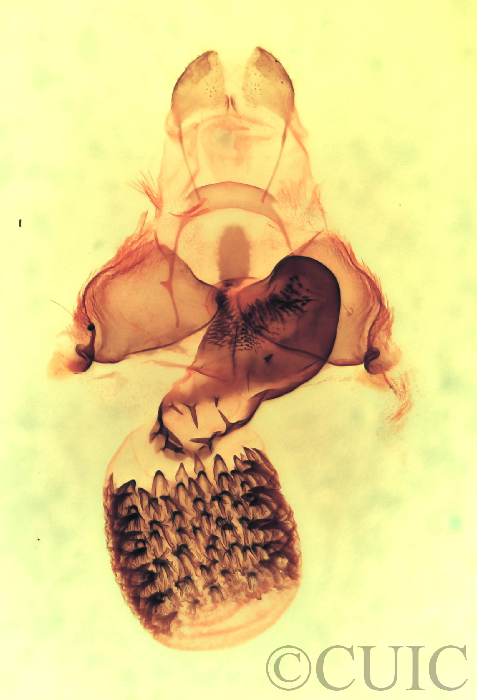 genitalia view of adult Cisthene coronado