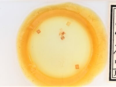 slide view of adult Cisthene coronado