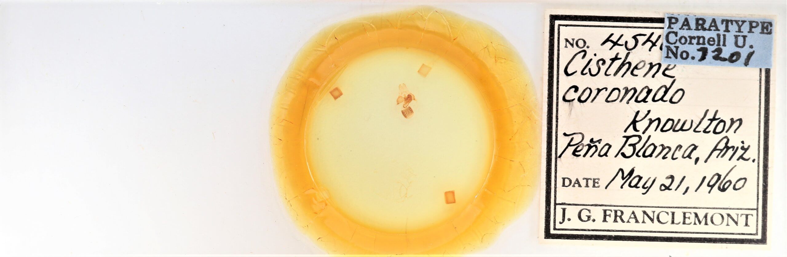 slide view of adult Cisthene coronado