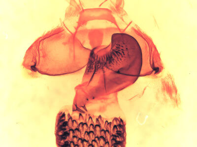 genitalia view of adult Cisthene coronado