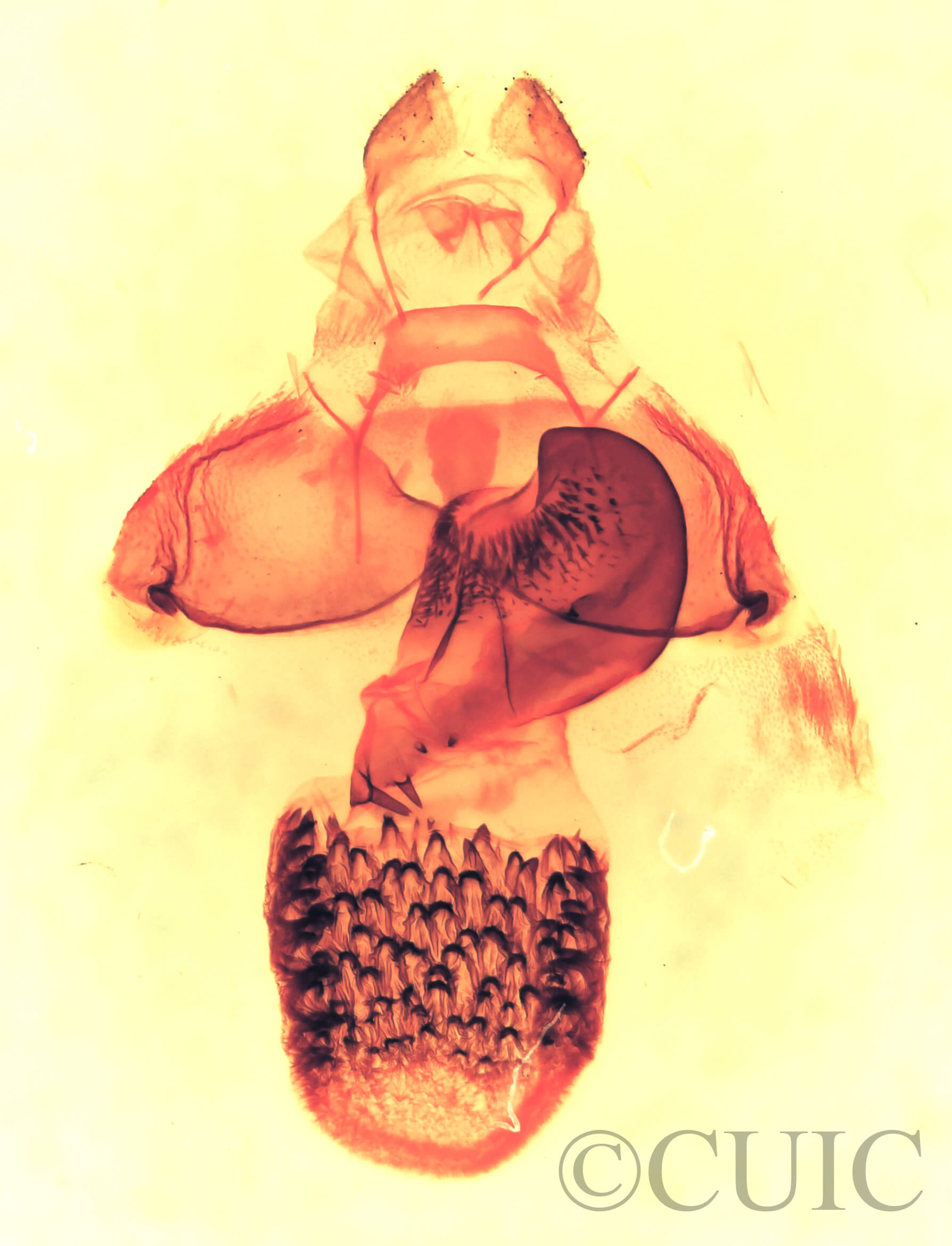 genitalia view of adult Cisthene coronado