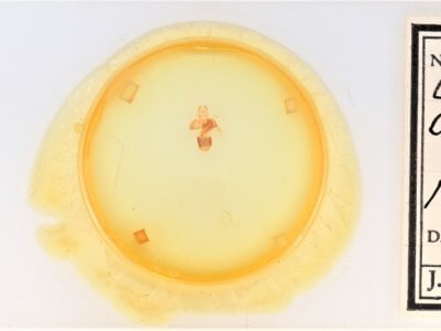 slide view of adult Cisthene coronado