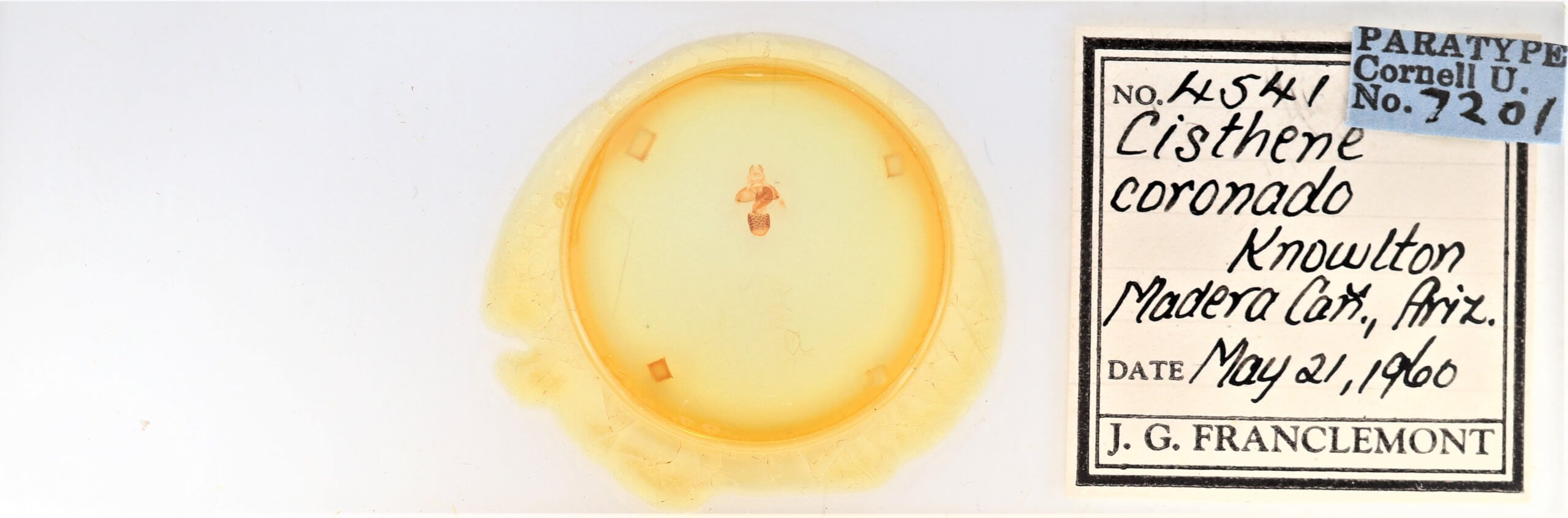 slide view of adult Cisthene coronado