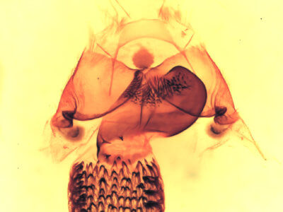 genitalia view of adult Cisthene coronado