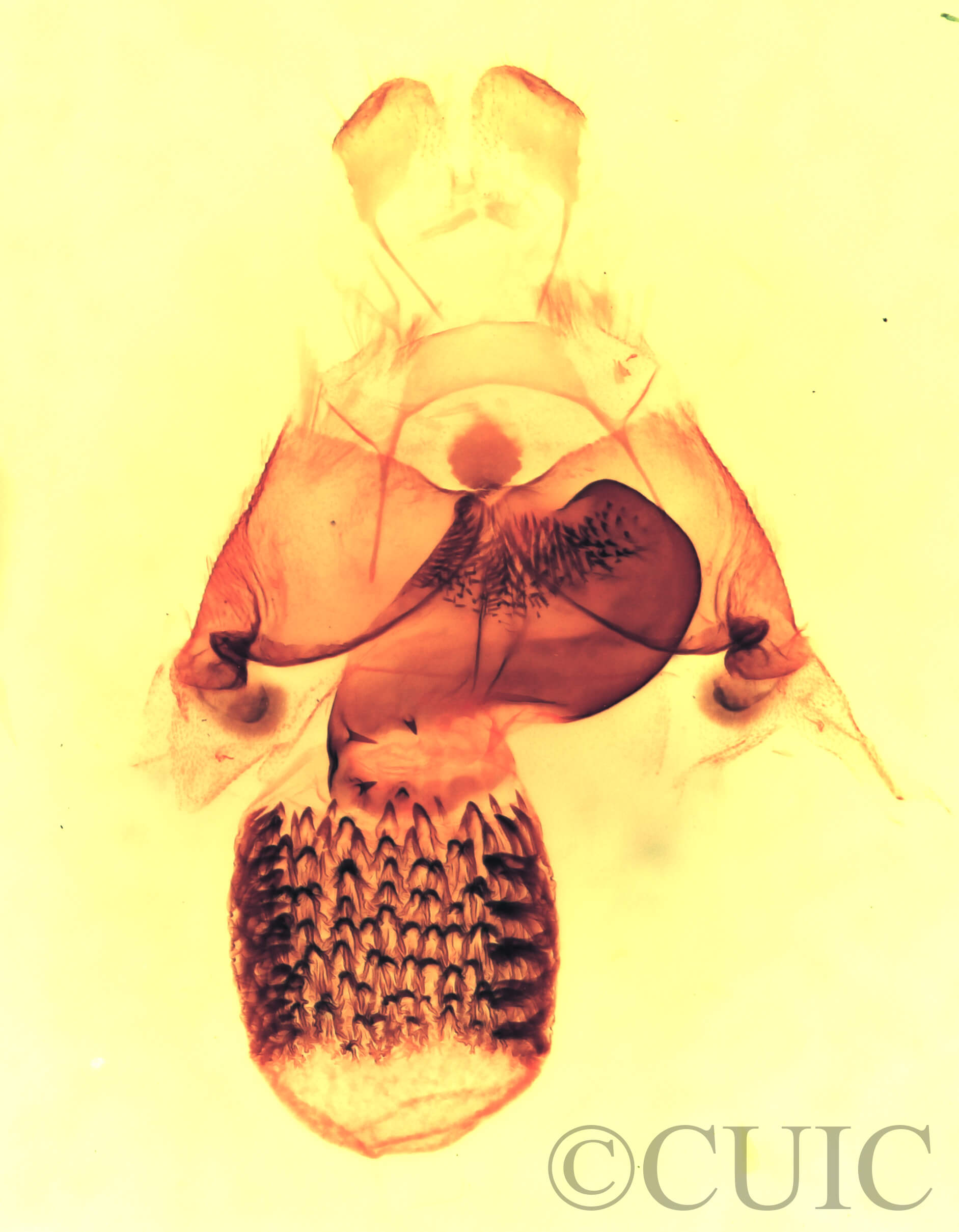 genitalia view of adult Cisthene coronado