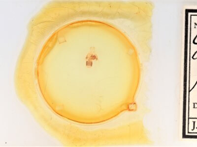 slide view of adult Cisthene coronado