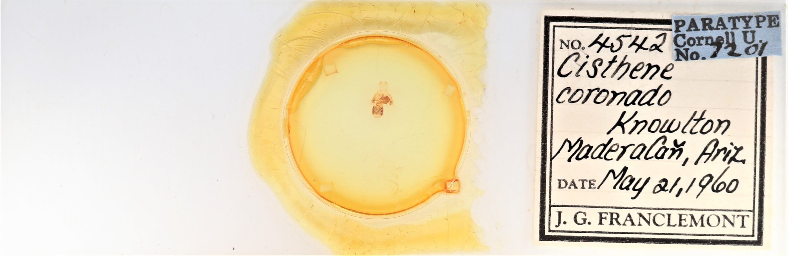 slide view of adult Cisthene coronado