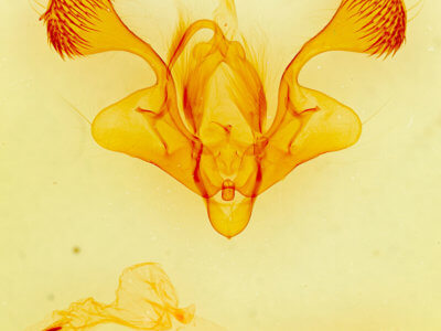 genitalia view of adult Mythimna albiviata