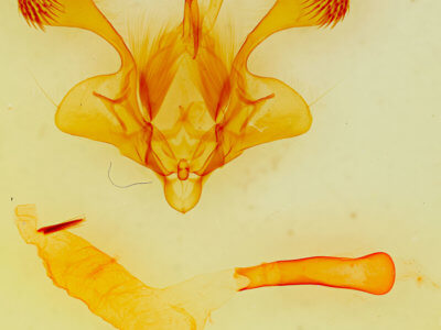 genitalia view of adult Mythimna albiviata