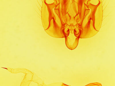 genitalia view of adult Leucania stolata