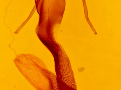 genitalia view of adult Leucania stolata