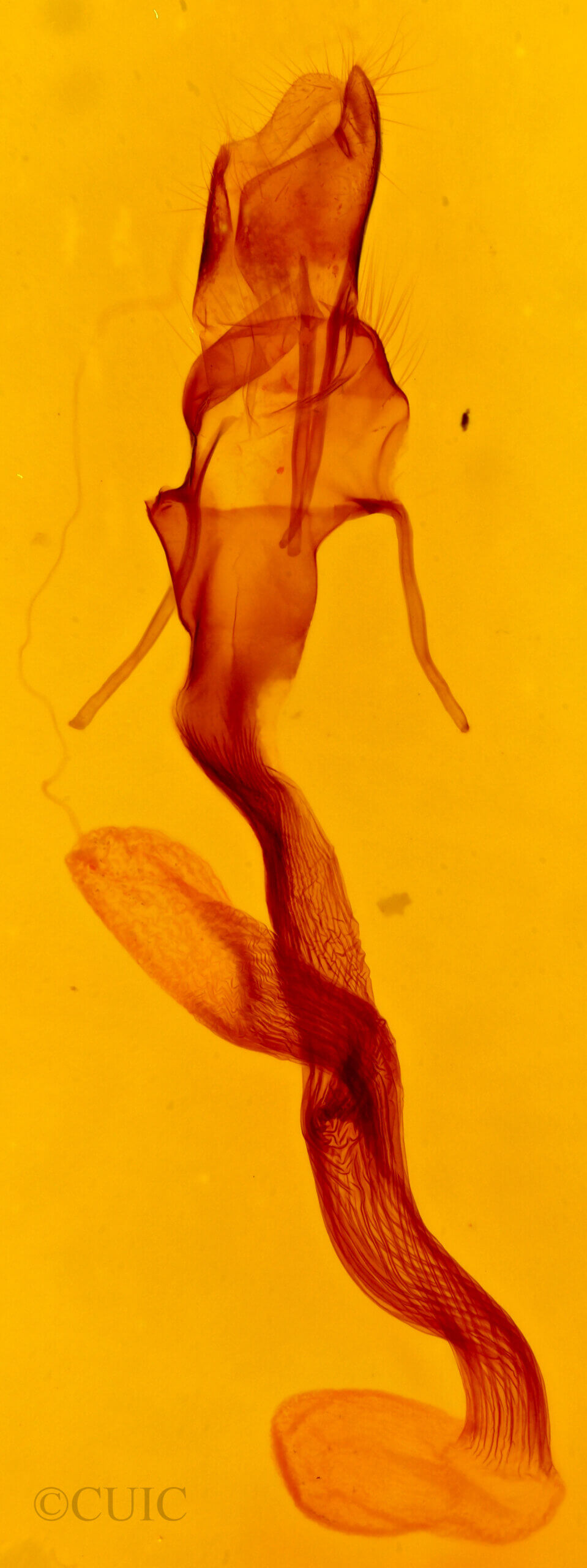 genitalia view of adult Leucania stolata